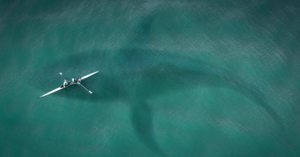 Pygmy Blue Whales