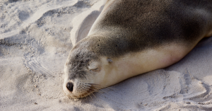 Seal Colonies Are Making a Comeback From Near Extinction