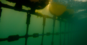 Is It Time for Maroubra to Get Rid of Shark Nets?