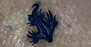 Blue dragon Maroubra Beach