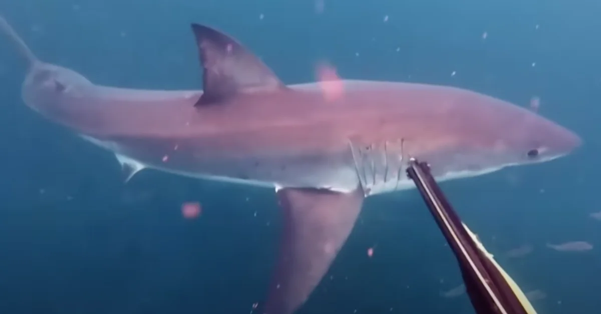 Spear Fisher’s Great White Shark Encounter Filmed Off Maroubra
