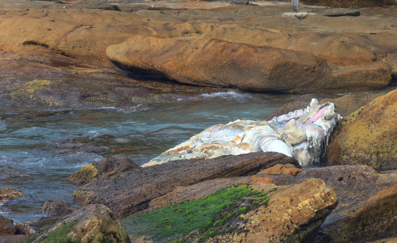  whale carcass 