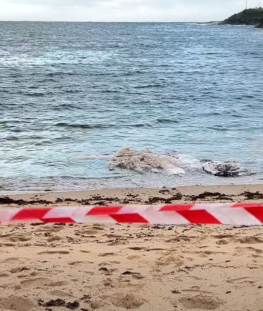 Maroubra Beach whale carcass 

